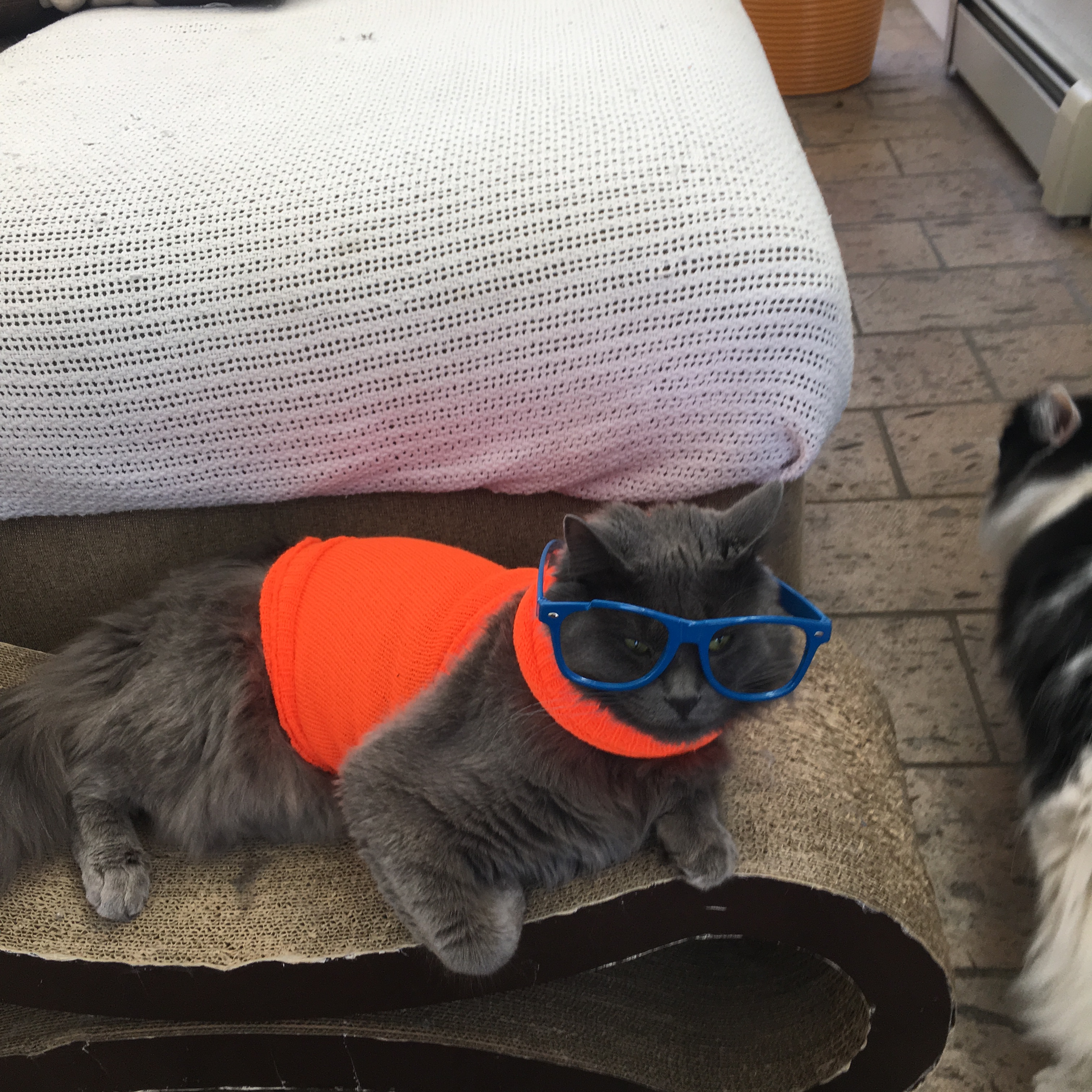 Oliver the cat wearing glasses and a shirt cause that's how we roll in our house