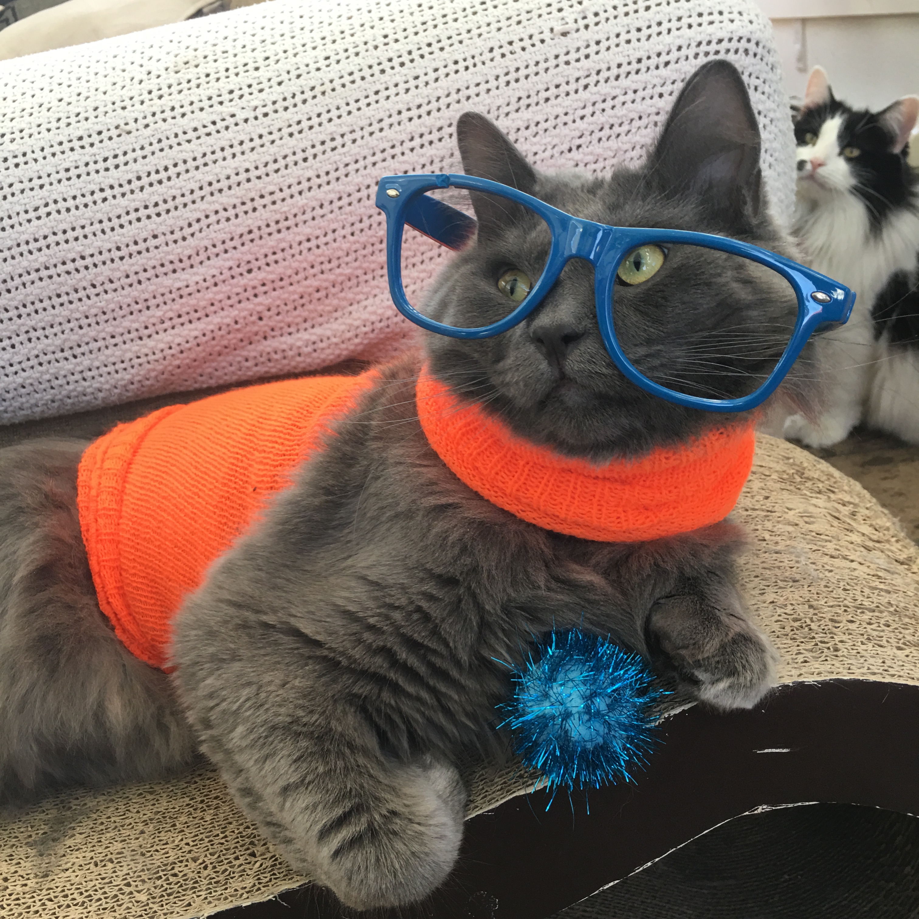 picture of Oliver the cat with glasses and a shirt on because that's how we roll in our house