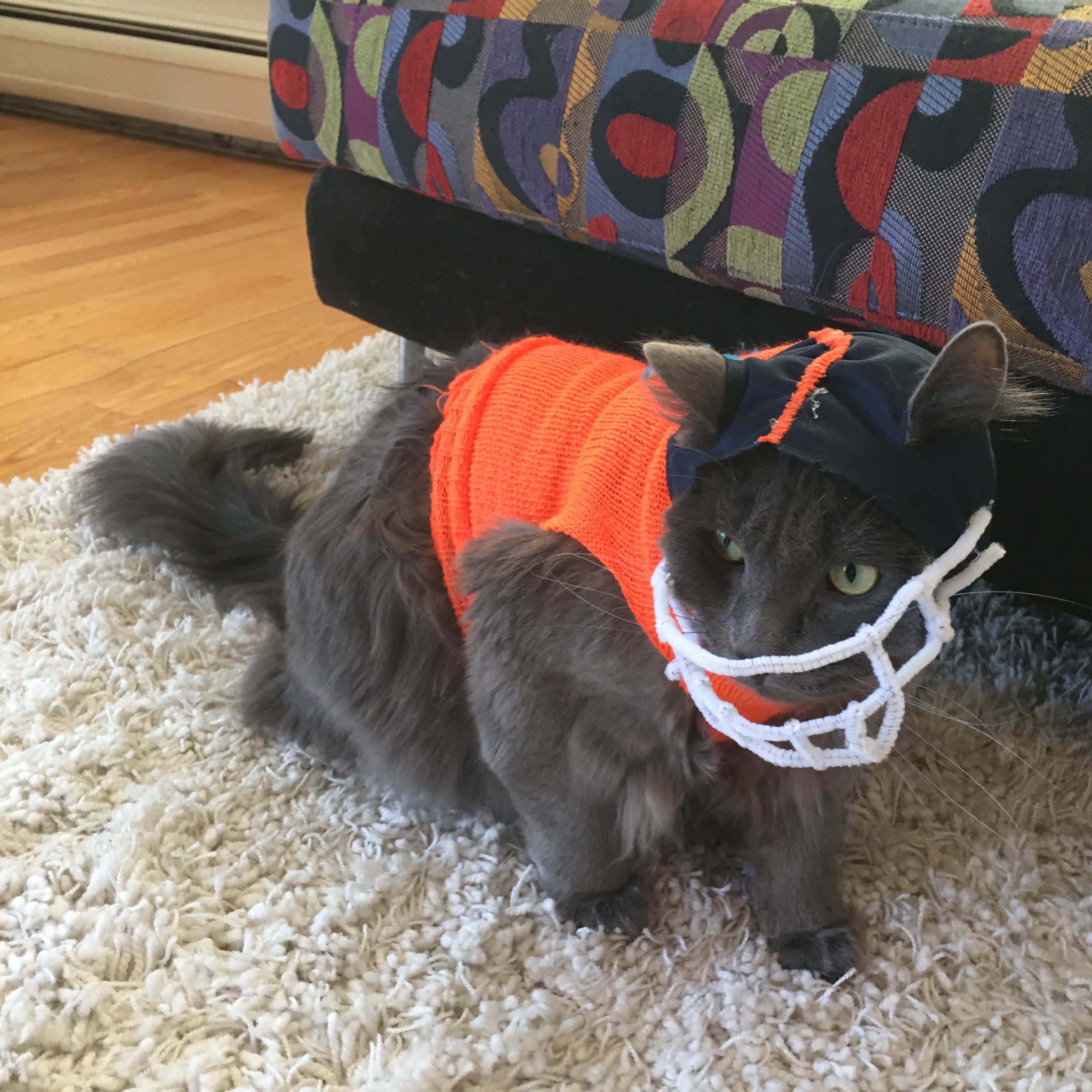 Oliver the cat dressed up in football gear because that's how we roll in our house